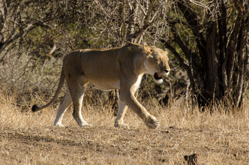 lion, femelle, lionne, Panthera leo, Afrique