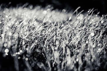 grass with bokeh effect after rain