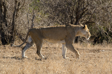 Naklejka na ściany i meble lion, femelle, lionne, Panthera leo, Afrique