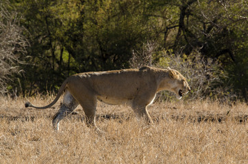lion, femelle, lionne, Panthera leo, Afrique