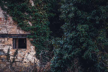 Abandoned house, reclaimed by nature in the woods, overgrown with ivy