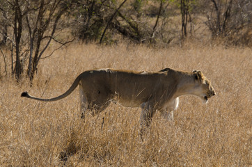 lion, femelle, lionne, Panthera leo, Afrique