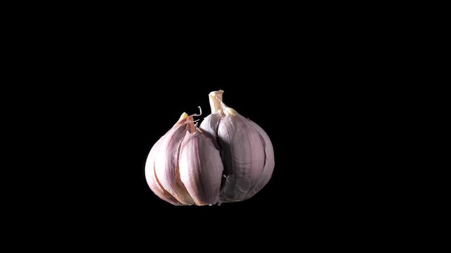 Garlic closeup. Macro shot of high quality garlic vegetable. Fresh organic garlic rotates spinning against black background. Prevention of Coronavirus or COVID-19. Good for immunity