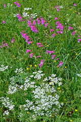 Fototapeta premium Gladiolus illyricus, Tordylium apulum growing wild in the Cyprus countryside