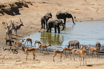 Fototapeta na wymiar Elephant, Impala, Grand koudou, Parc national Kruger, Afrique du Sud