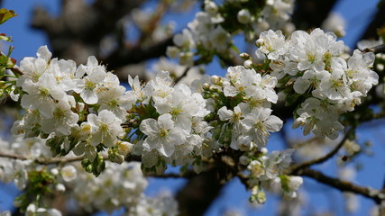 Kirschblüten, Traum in weiß