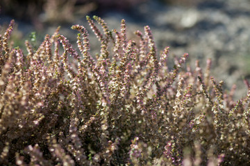 Heather flowers. plants of the steppe