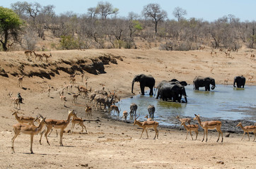 Elephant, Impala, Grand koudou, Parc national Kruger, Afrique du Sud