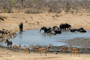 Elephant, Impala, Grand koudou, Parc national Kruger, Afrique du Sud