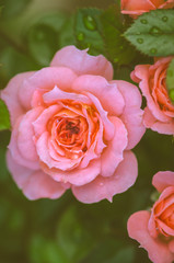 beautiful pink rose and green leaves