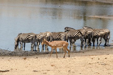 Obraz na płótnie Canvas Zèbre de Burchell, Equus quagga, Impala, Aepyceros melampus, Parc national Kruger, Afrique du Sud