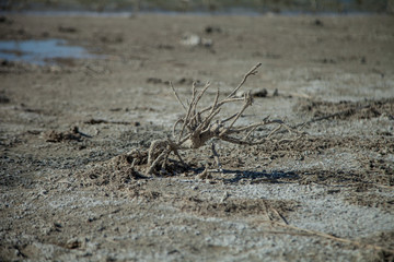 petrified plants in the salt sea