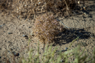 dry flower, thorn in the steppe