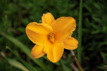 Blume in der Nahaufnahme