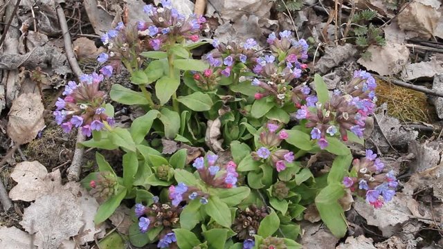Flowers of Unspotted lungwort (Pulmonaria obscura) in spring forest in April