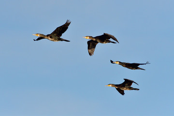 Kormorane im Flug