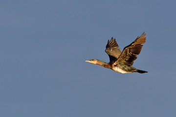Kormorane im Flug