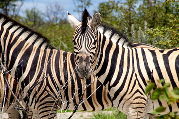 Fototapeta na wymiar zebras in the national park,africa