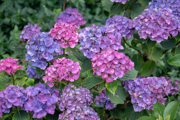 Blume in der Nahaufnahme 