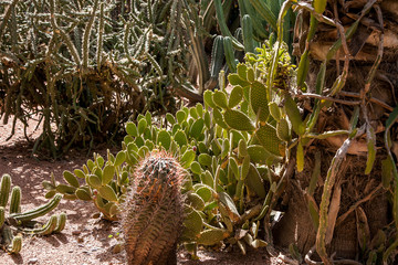 Fototapeta na wymiar cacti in the Moroccan desert