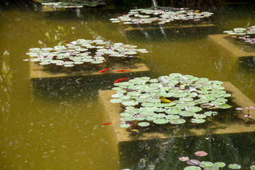 Obraz na płótnie Canvas artificial pond with water lilies and fish