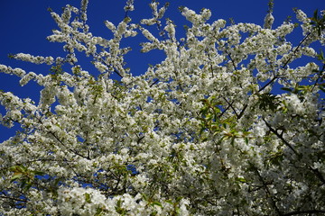 Weiße Blütenlandschaft, blauer Himmel, Sonnenschein