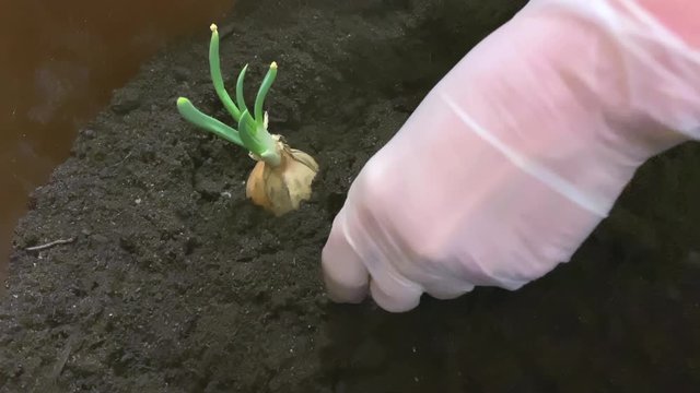 A man planting the onions on the black soil