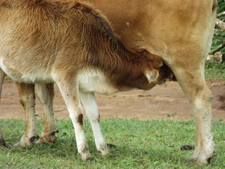 Young cow feeding