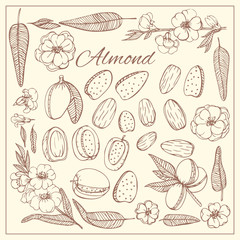 Hand drawn sketch style nuts set. Almond Vector doodle illustrations collection isolated.