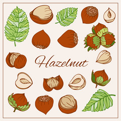 Colorful set vector isolated icons Hazelnut. Nuts hand drawn style