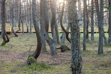 crooked tree trunks in the forest