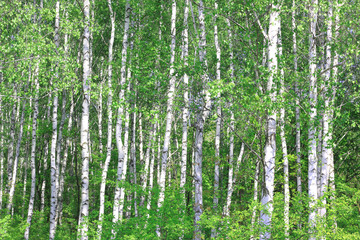 Fototapeta na wymiar Young birch with black and white birch bark in spring in birch grove against the background of other birches