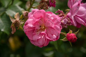 Obraz premium Blume in der Nahaufnahme