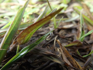 mist on the grass