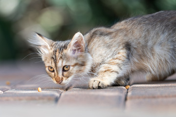 Small cute kitten looks after food 