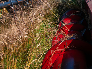 Wheat harvesting in the summer. Red harvester working in the field. Golden ripe wheat harvest...