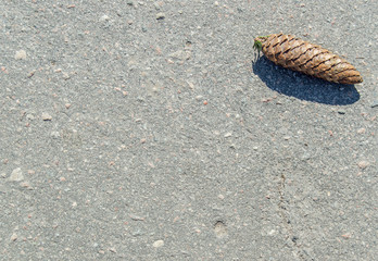 shell on the road