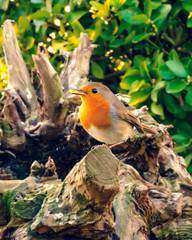 A robin among the branches of a tree