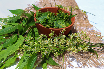 neem flowers and leaves with nim paste on white background,Neem leaves used as ayurvedic medicine with ground paste over white background