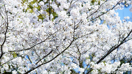 Cherry blossoms. White cherry flowers. Blooming trees.