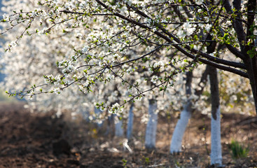 Spring blossom background. Beautiful nature scene with blooming tree and sun flare. Sunny day. Spring flowers. blooming apple trees in the field. Landscape in Moldova, Europe.