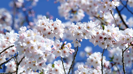 Cherry blossoms. White cherry flowers. Blooming trees.