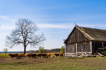 Rzeka Narew. Dolina Górnej Narwi. Wiosna na Podlasiu, Polska © podlaski49