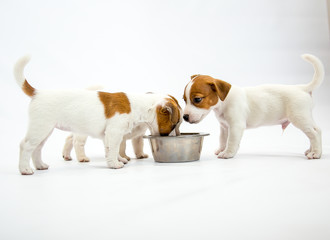 Little Jack Russell Terrier puppies. Puppies Russell Terrier eat from a bowl. Isolated on a white...