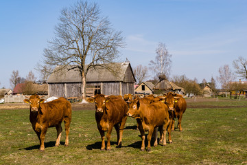 Rzeka Narew. Dolina Górnej Narwi. Wiosna na Podlasiu, Polska © podlaski49