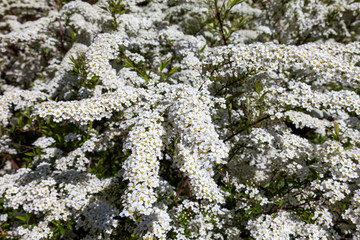Hawthorn bushes bloomed in huge sprays of white flowers in city courtyards and gardens in may.