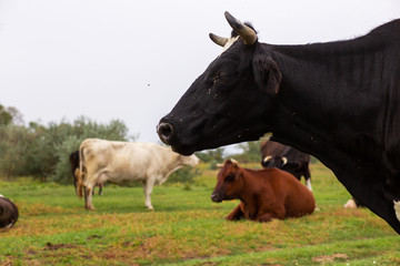 Rural cows graze on a green meadow. Rural life. Animals. agricultural country