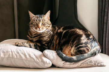 Chat tigré adulte allongé sur des coussins en intérieur le regard de face