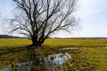 Rzeka Narew. Dolina Górnej Narwi. Wiosna na Podlasiu, Polska © podlaski49