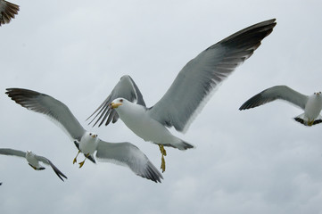 Fototapeta premium Gray Seagulls